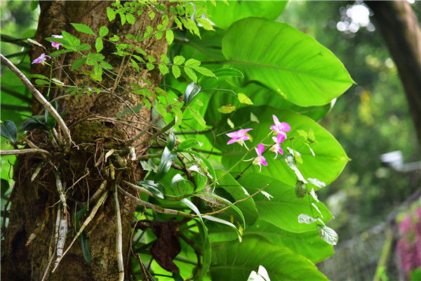 兰生深山中，馥馥吐幽香，佛山南丹山树上兰花开花了|兰花|南丹山|幽香_新浪新闻