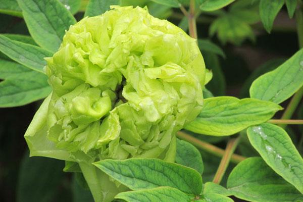 这些自然界的绿色花朵,见过一次便让人念念不忘,美极了
