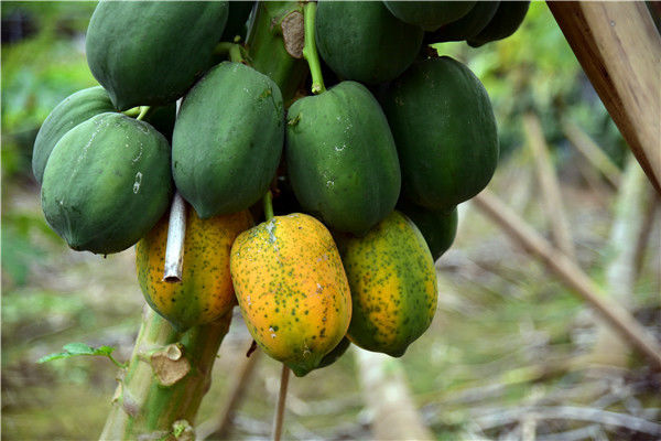 佛山罗南生态园万斤水果木瓜成熟了,有香妃味道!