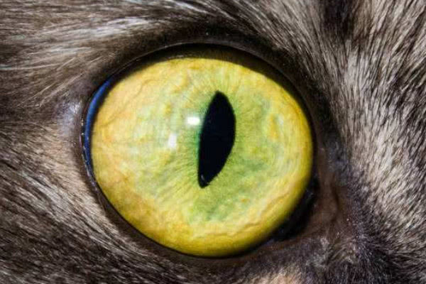 心理测试:哪只眼睛是猫眼,测你今生能否像个富贵猫一样被人宠