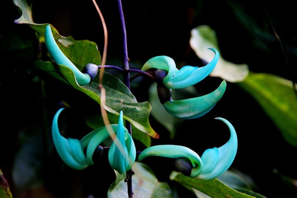 不同寻常的美绿玉藤为豆科,绿玉藤属多年生常绿藤本植物,别名:碧玉藤