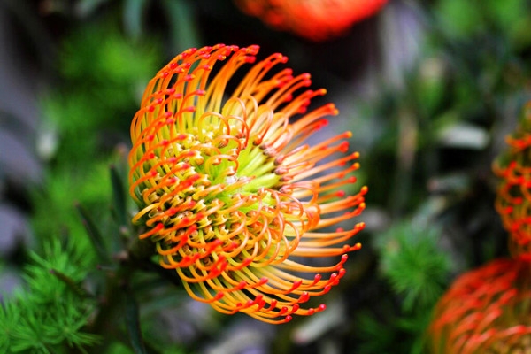 鲜切花新宠——针垫花的栽培技术|盆栽|基质|农林|针包|花色_新浪新闻
