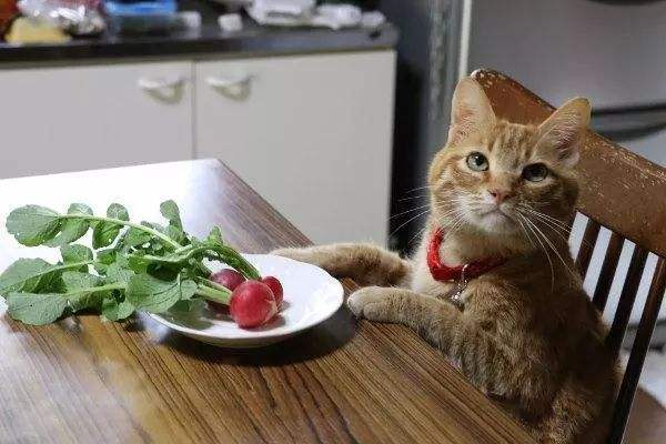 猫咪能吃人类的食物吗?