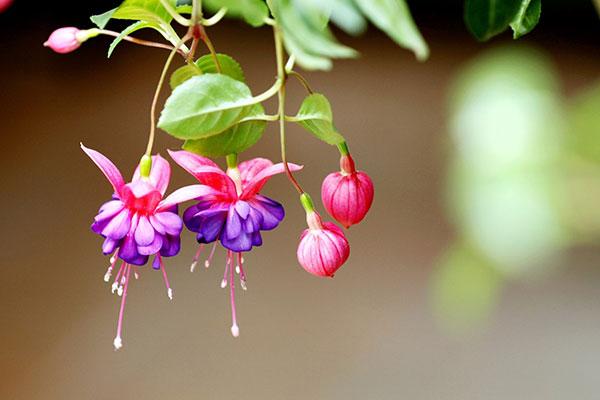 6种适合在家中盆栽的吊灯花,为你的生活增添一些色彩与乐趣