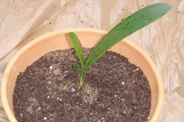 君子兰分株繁殖操作很简单,把子株切下来,根系消毒再种植!