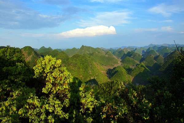 一县一品公益助农,广西隆林特色农产品板栗