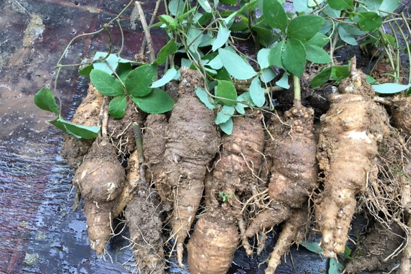 农村一种奇特野草,根像海螺,煲鸡汤是一绝,民间消肿通乳良药|海螺|山