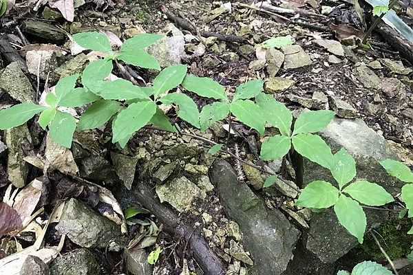 农村一种奇特野草,根像海螺,煲鸡汤是一绝,民间消肿通乳良药|海螺|山