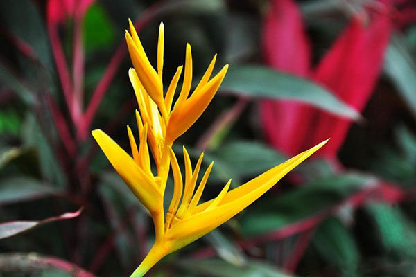 生活资讯:鹤望兰——植物界的极乐之鸟|邱园|鹤望兰|尼古拉_新浪新闻