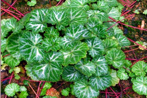 园林观赏花卉,可祛风清热,凉血解毒——虎耳草的栽培技术