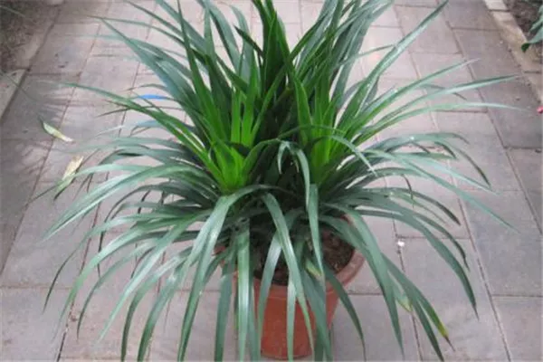 龙血兰的养殖方法及注意事项