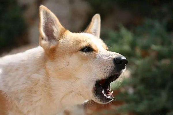 3,听见了细微的声音众所周知,狗狗的嗅觉是非常灵敏的,一旦它闻到了