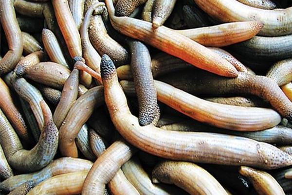 别人不能理解系列: 身边人都不喜欢吃, 你却超级喜欢吃的食物!