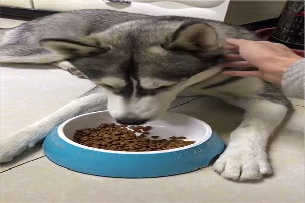 哈士奇假装委屈,让网友误以为同伴抢它狗粮,狗:没演技好吃亏啊