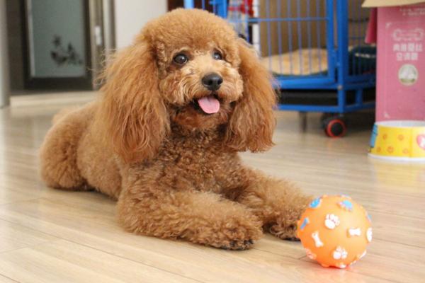 成年泰迪的智商相当于3～6岁的小孩子,在狗狗里面排第二!