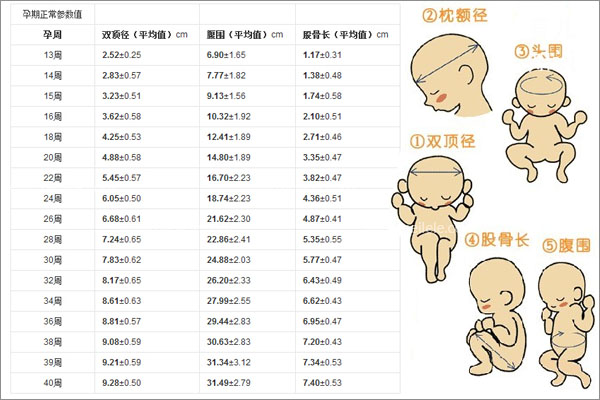 双顶径虽然可以预测怀孕的周数以及胎儿的体重大小,但是并不能作为