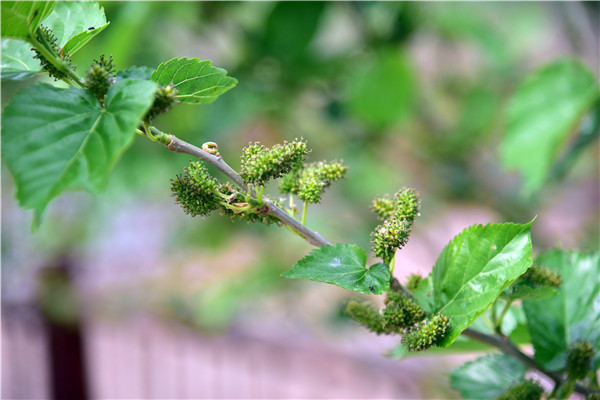 桑树的枝叶间,藏着并不鲜艳的桑葚花,刚开花不久,才露出绿油油的尖尖