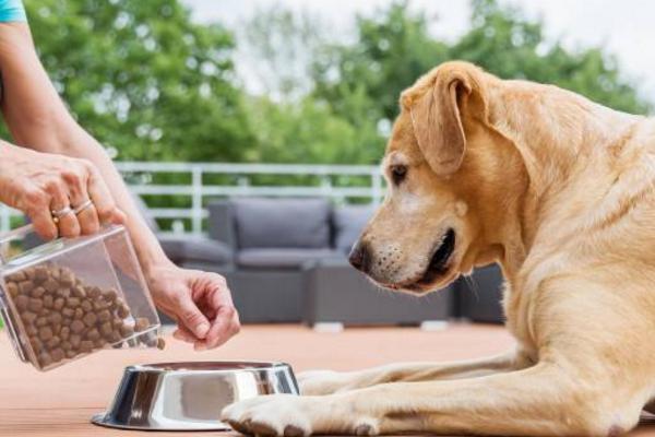 不同时期的狗狗喂食各不相同各种新手家长们都做对了吗