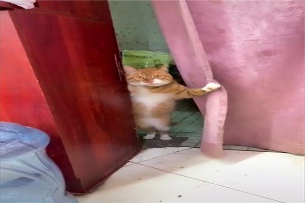 橘猫看见主人下班回家,一把掀开门帘,网友:打招呼的方式很别致