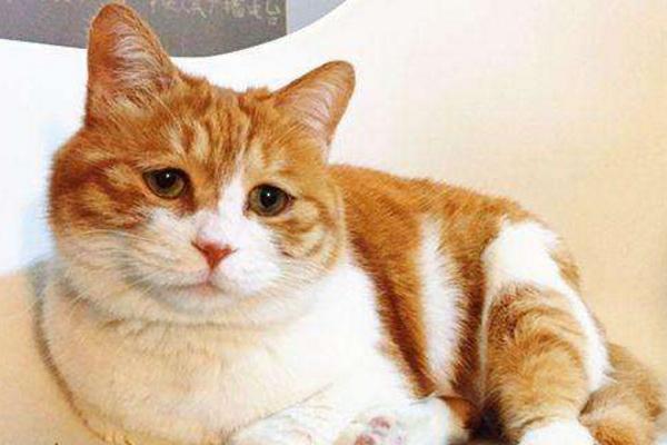 橘猫千万不能养，要知道大“橘”为重啊！|橘猫|猫咪|橘色_新浪新闻
