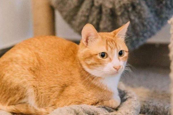 橘猫千万不能养，要知道大“橘”为重啊！|橘猫|猫咪|橘色_新浪新闻