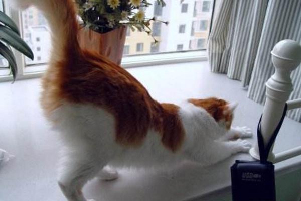 猫咪喜欢翘屁股?可能是你摸到了它的屁股,产生了条件反射!
