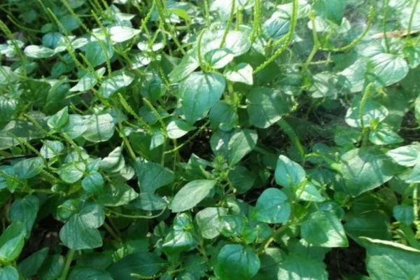 猪草是一种常见的野菜,叫做螺丝草,又名甘露子.