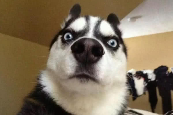 你们知道二哈与其他狗的区别吗,除了傻还有什么,没有别的!