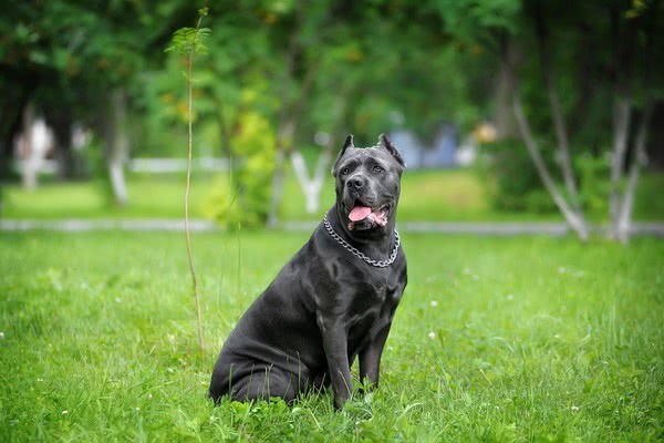 这两种犬,被誉为"护卫犬中大小罗",猛犬中柔情铁汉!