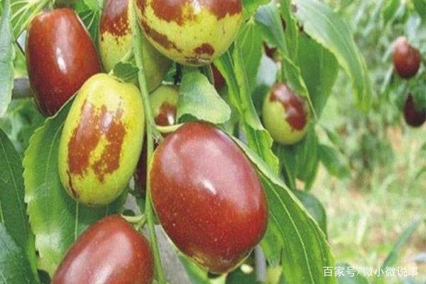枣树的生长和结果习性以及生长的环境条件|枣树|果实|树冠_新浪新闻