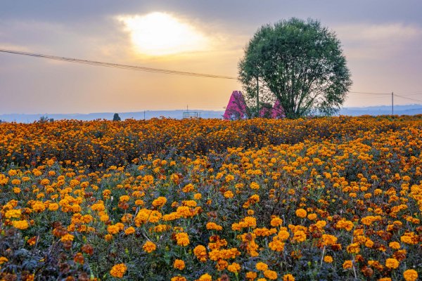 七夕牛郎织女潘甜甜在线观看高清-七夕牛郎织女潘甜甜在线