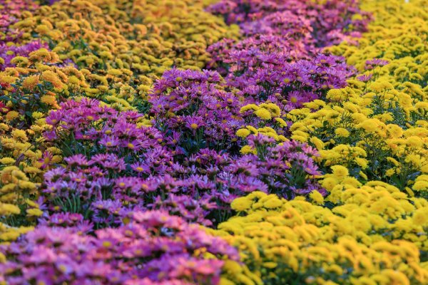 数百人抢红包有人摔倒,三亚大悦城致歉!亲历者:现场撒下的多是红纸片,拥挤中扭伤脖子