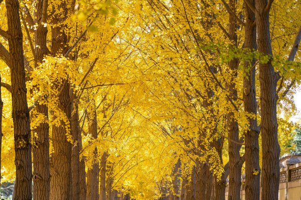 《剑仙武帝第2季·动态漫画》免费观看全景体验，颜值与剧情并存的武侠盛宴