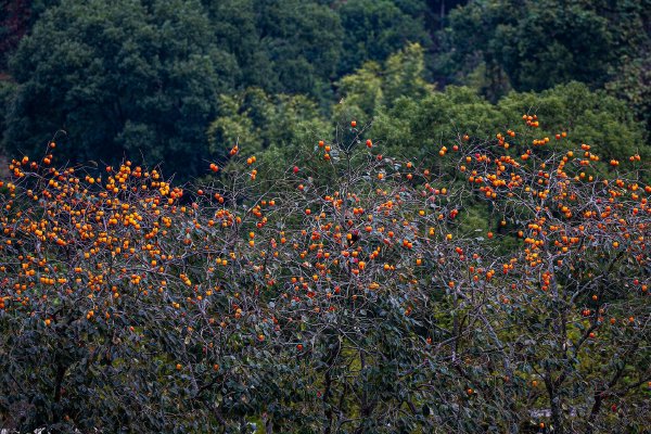 台州男子弑母骗保案细节：44岁母亲被撞死，父亲也被撞过一次图片