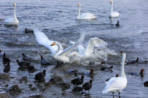 “5g影视罗志祥代言”获取深度看法|5g影视罗志