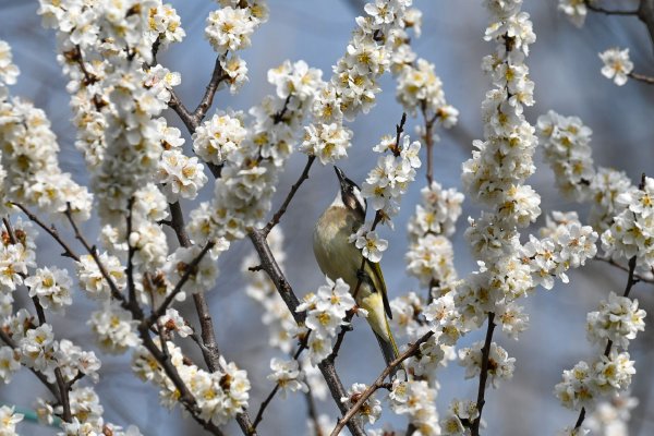 古巴,美国,总统,华盛顿,总理职务,迪亚斯-卡内尔