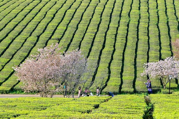 从农田到工厂再到火葬场 油气攻击席卷亚洲 各国紧迫应对