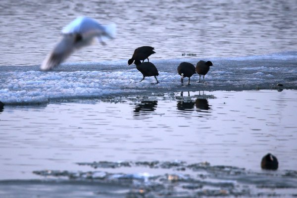 光力科技：公司物联网清静监控营业一连稳固生长示意图