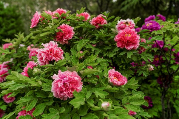 ȯ��3�½�ɳ�¯��ʯ��ʯ�������ǰ�����������м����ȶȵ�һʾ��ͼ