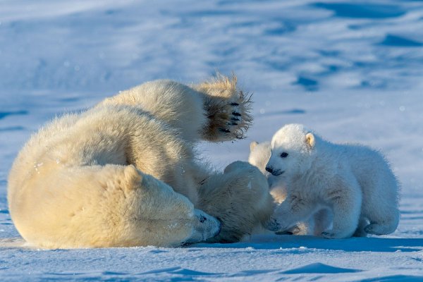 canopen���߹������°汾�������� Canopen�����������°��װͼ