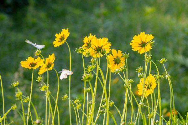 �й�ͨѶ�����Kopernik Global Investors LLC����486��� ÿ������Լ4.42��Ԫʾ��ͼ