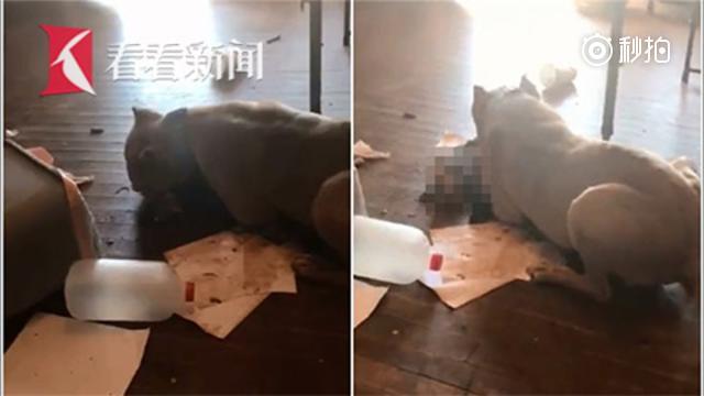 凶恶比特犬闯进家门！女主人目睹其啃食猫咪
