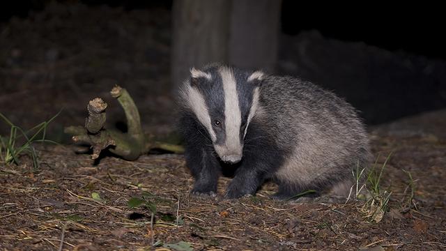 保护研究狗獾 纪录片《狗獾》在上海奉贤区申亚生态林开机!