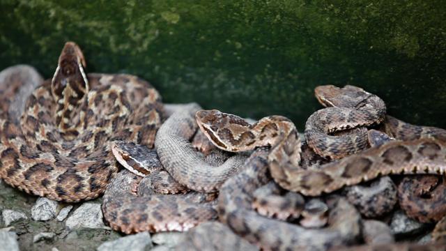 毒村上百万条蛇与人共舞 【中国最毒的村 上百万条蛇"与人共舞"】在