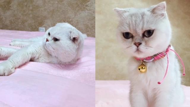 可爱又好笑的两只猫咪(二豆和瓜子),妈妈这配音居然说起了rap,服了! .