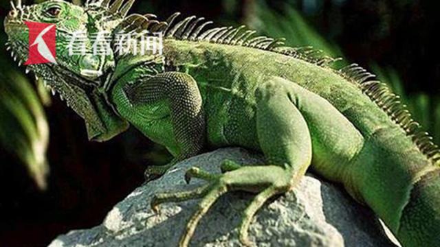 坑爹儿子想养鳄鱼糊涂老爸买来珍贵绿鬣蜥险要坐牢