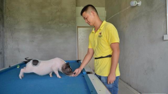 果子哥哥,重庆方言版小猪佩奇之过年猪,第二集