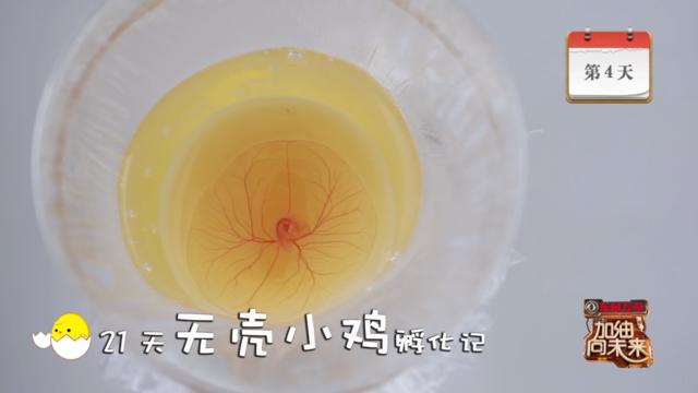 【中国首只无壳孵化小鸡:确认过“眼神”，你就是我的小鸡了 】加油向未来“