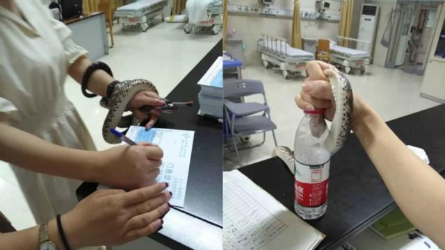 视频:生猛!女子被蛇咬伤就医 一手抓活蛇一手淡定填病历