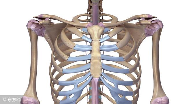 任何部位,为游离状态,而其下端的直观位置是约与胸骨体的第九胸椎相平